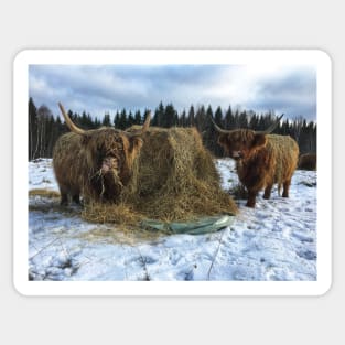 Scottish Highland Cattle Cows 2161 Sticker